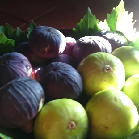 Casa Dos Vargos Торриш-Новаш