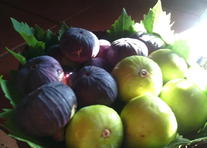 Casa Dos Vargos 托雷斯诺瓦斯